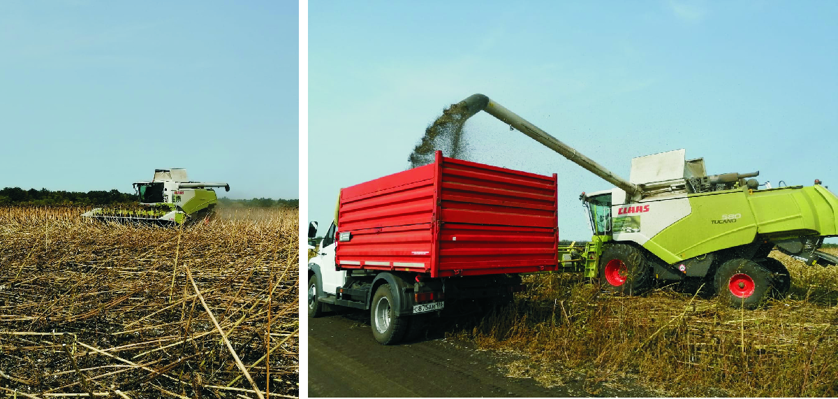 Уборка опытных делянок